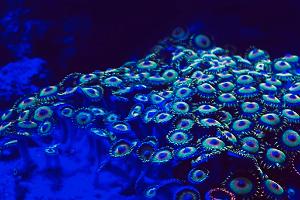 Zoas