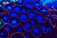 Zoas