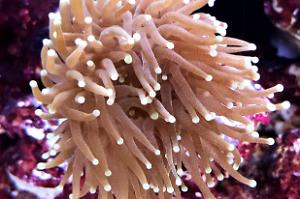 Gold Torch Soft Coral Thumbnail