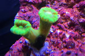 Neon Green Trumpet Coral Thumbnail