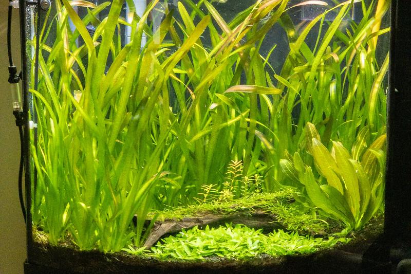 Bedroom Tank Thumbnail