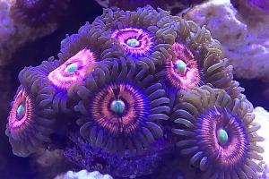 Gobstopper Zoanthid Thumbnail