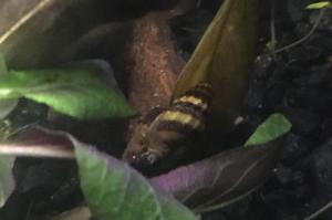 Assassin Snails Thumbnail