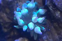 Dwarf Green Bubble Tip Amo Thumbnail