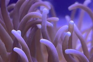 Long Tentacle Anemone Thumbnail