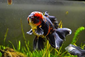 Tiger Oranda Thumbnail