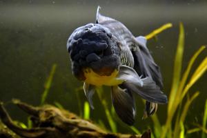 Blue Oranda Goldfish Thumbnail