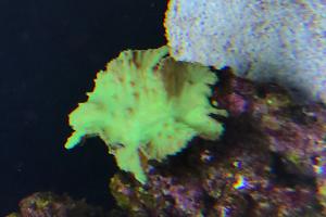 Cabbage Leather Coral Thumbnail