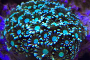 Blue Alveopora Thumbnail