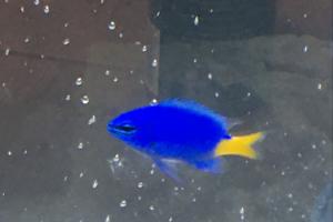 Yellow Tail Blue Damsel Thumbnail