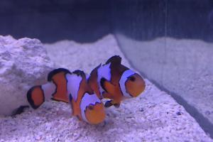 Snowflake Clownfish Thumbnail