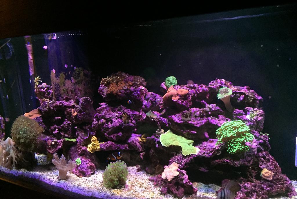 My Aquarium on June 22, 2020