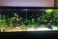 My 75 Gallon on Jun 23, 2020