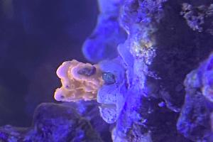 Orange Montipora setosa Thumbnail