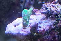 Green Psammocora Coral Thumbnail