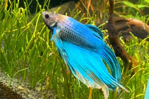 Longfin Betta Thumbnail