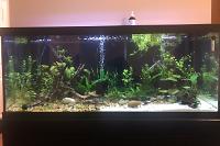 My 75 Gallon on Jun 24, 2020