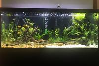 My 75 Gallon on Jun 25, 2020