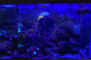 My Aquarium on Jun 25, 2020