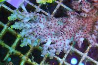 Acropora Thumbnail