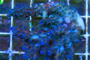 Acropora Thumbnail