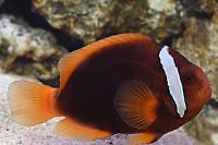 Tomato Clownfish Female Thumbnail