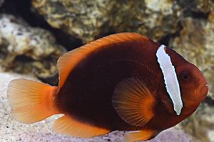 Tomato Clownfish (female)