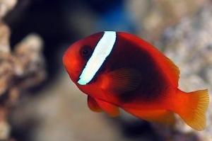 Tomato Clownfish (Male)