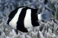 Three Stripe Damselfish Thumbnail