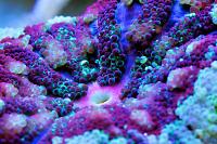 Haddon's Carpet Anemone Thumbnail