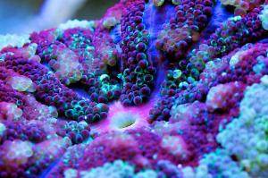 Mini Carpet Anemone Thumbnail