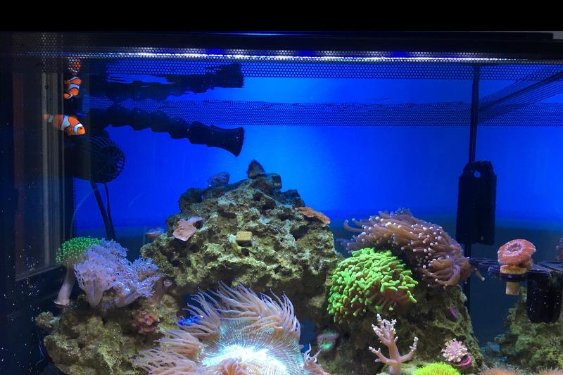 Saltwater first tank Thumbnail