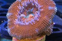 Acan Thumbnail