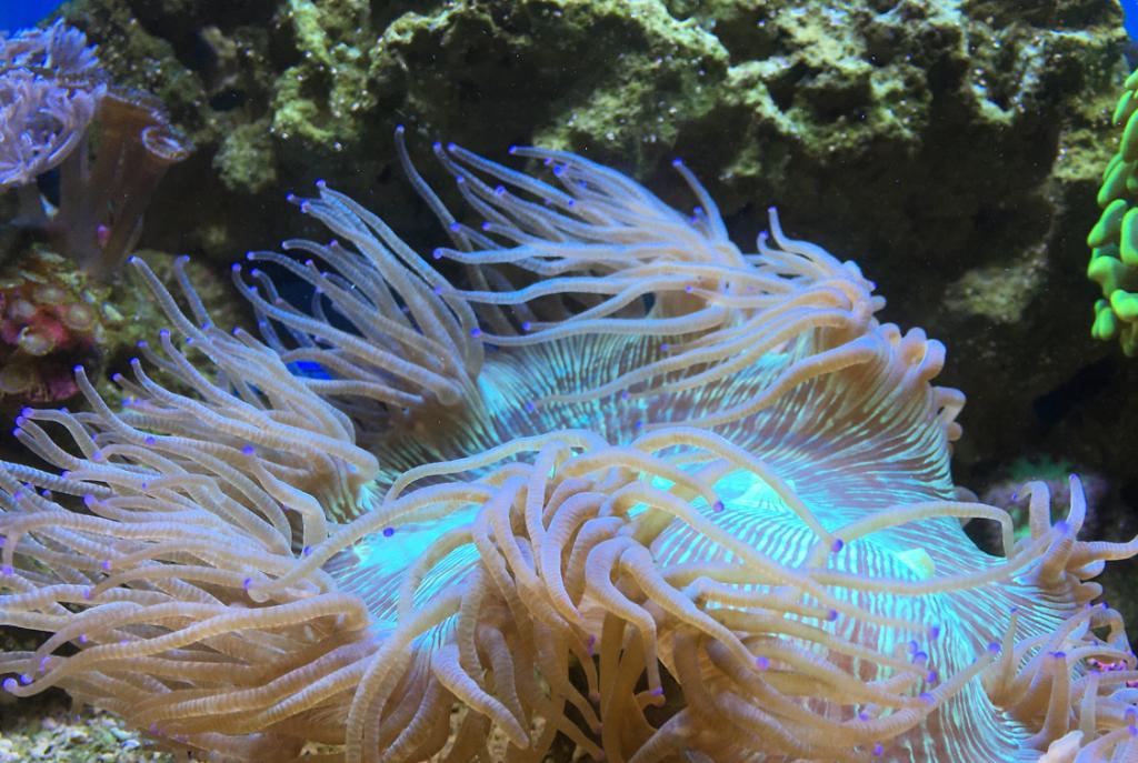 Elegance coral