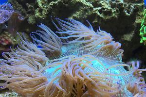 Elegance coral Thumbnail