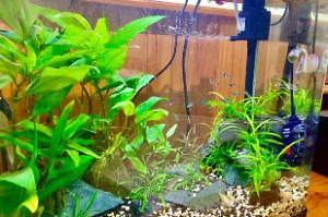 Planted Rock Aquarium Thumbnail