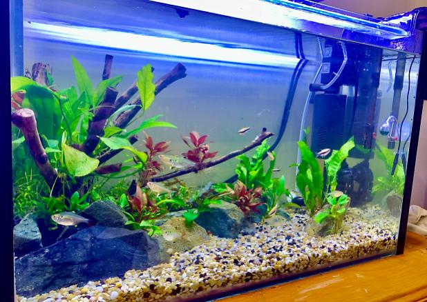 Planted River Aquarium on Jun 29, 2020