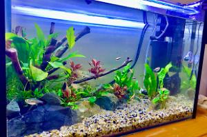 Planted River Aquarium Thumbnail