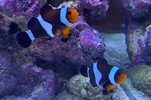 Mocha Clownfish Thumbnail