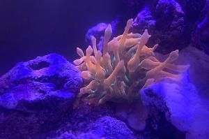 Ultra Bubble Tip Anemone Thumbnail