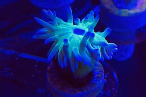 Green Duncan Coral Thumbnail