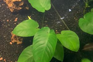 Anubias Barteri Thumbnail