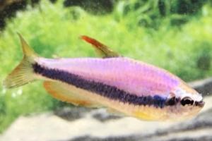 Blue Emperor Tetra Thumbnail