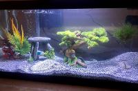 My Aquarium Fresh on Jul 1, 2020