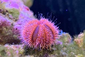 Tuxedo urchin Thumbnail