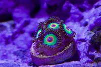 Rasta Zoanthid Thumbnail