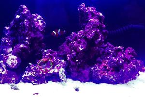 5.5g Reef Thumbnail