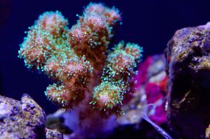 Pocillopora Thumbnail