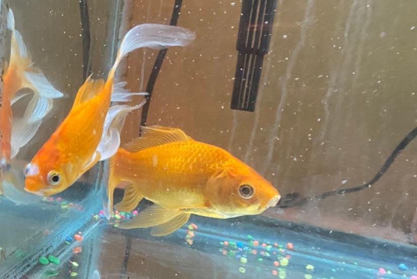 Goldfish on Jul 2, 2020