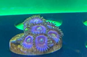 Zoa -Crayola Thumbnail